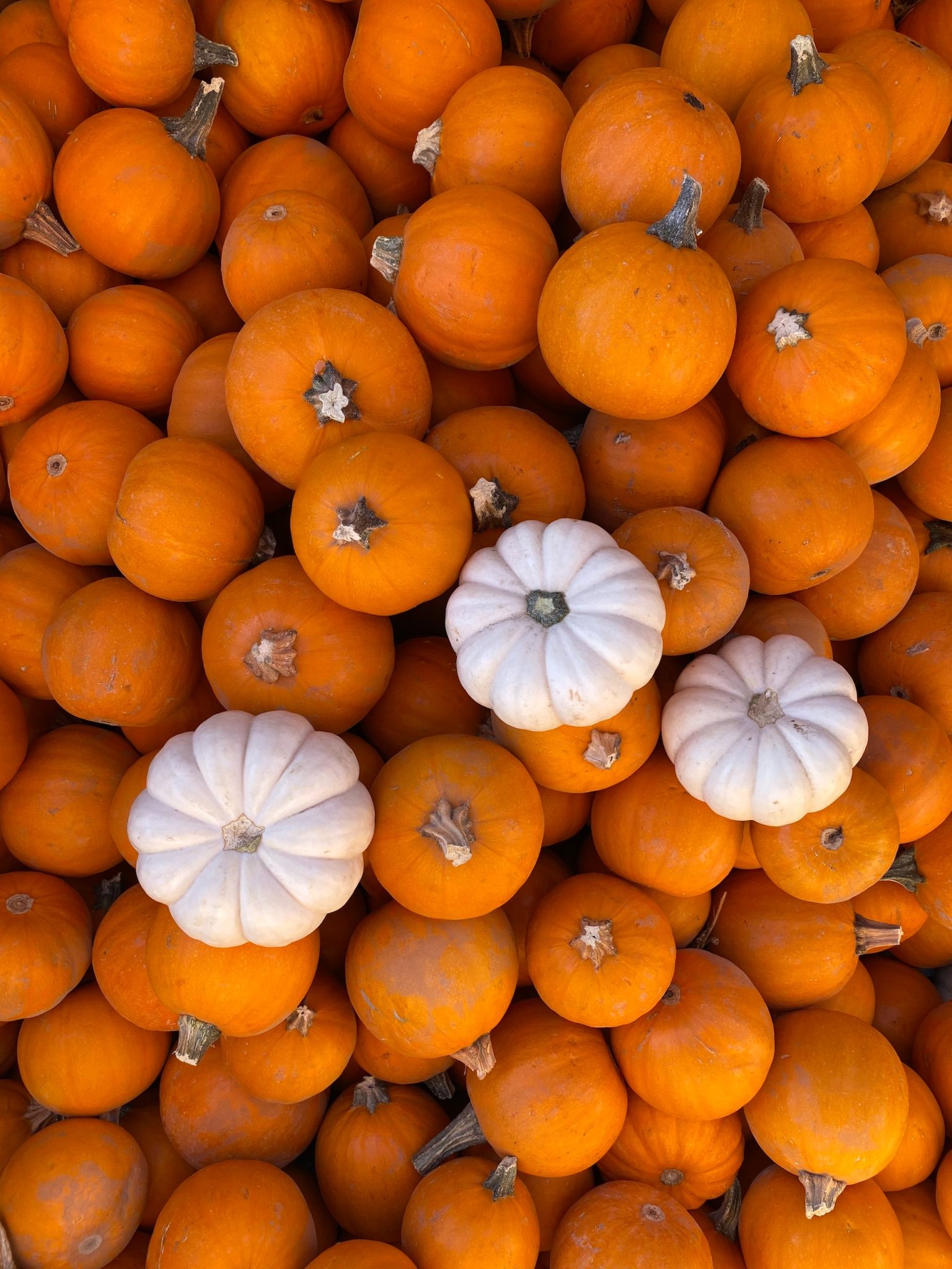 Best Pumpkin Patches In Orange County