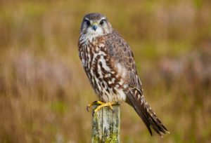 Home - ORANGE COUNTY BIRD OF PREY CENTER