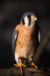 Home - ORANGE COUNTY BIRD OF PREY CENTER