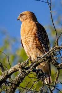 Home - ORANGE COUNTY BIRD OF PREY CENTER