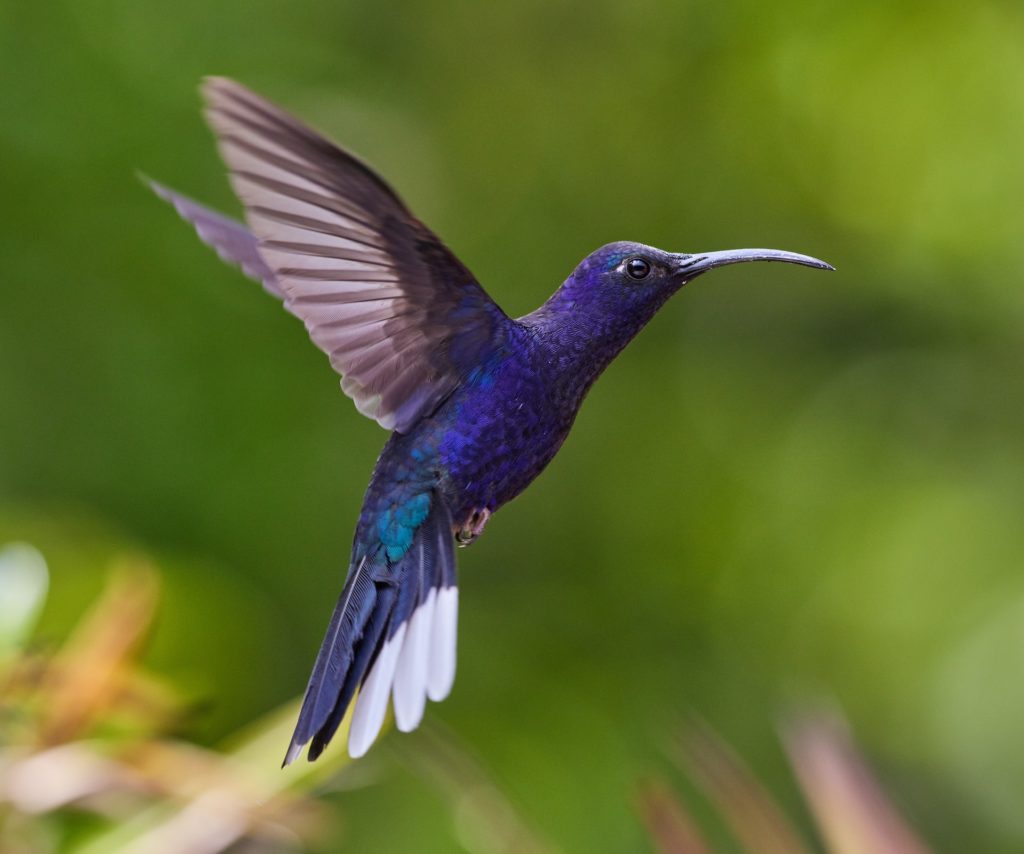 Local Birds Orange County/ Hummingbirds-1