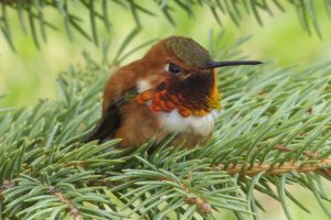 Local-Birds-Orange-County-Hummingbirds-2