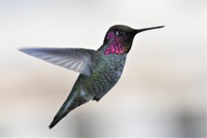 Local-Birds-Orange-County-Hummingbirds-3