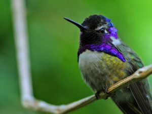 Local-Birds-Orange-County-Hummingbirds-4