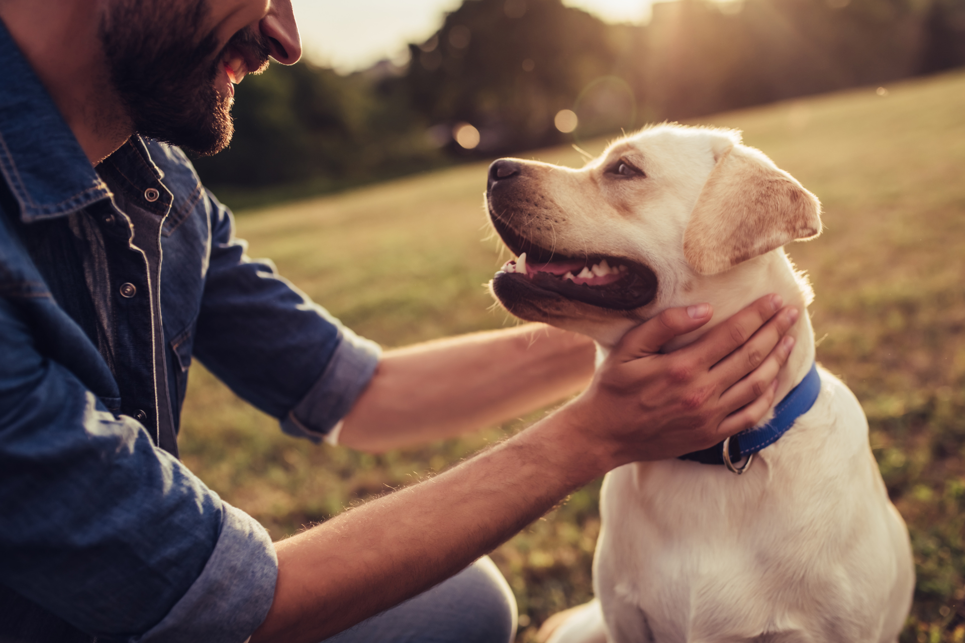 dog rescue orange county