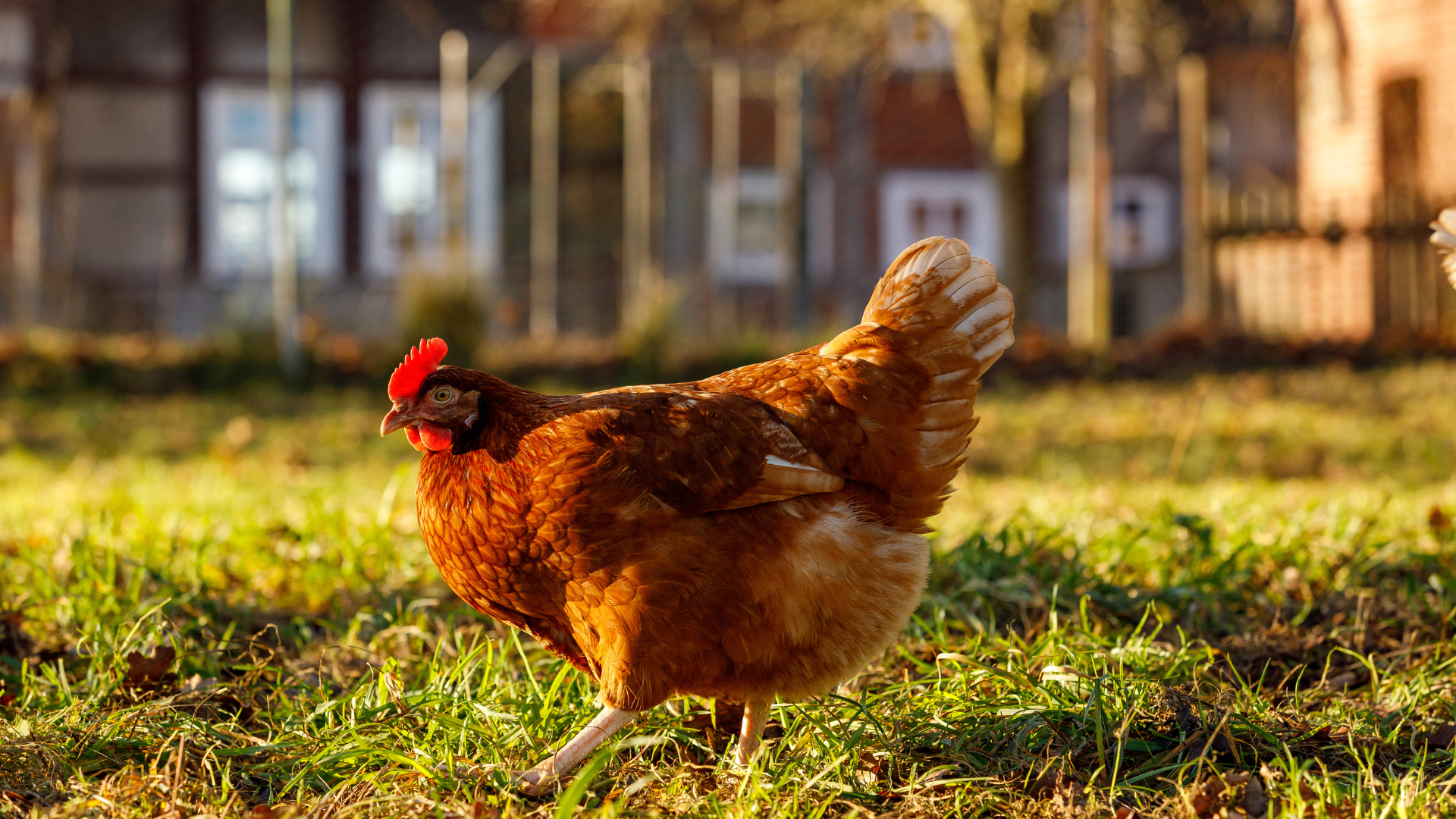 Homes for Sale in Orange County Zoned for Backyard Chickens
