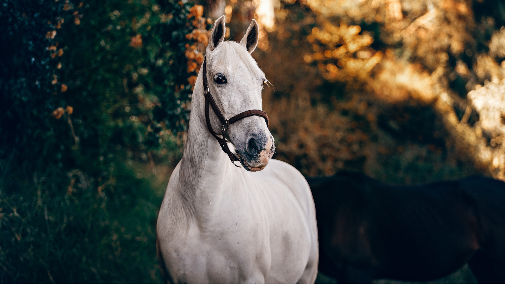 horse properties